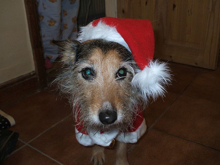 These Dogs Hate Christmas (34 pics)