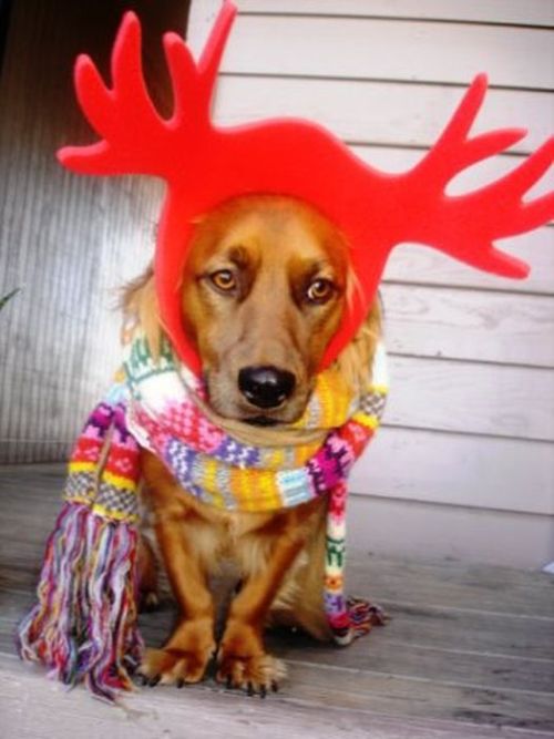These Dogs Hate Christmas (34 pics)