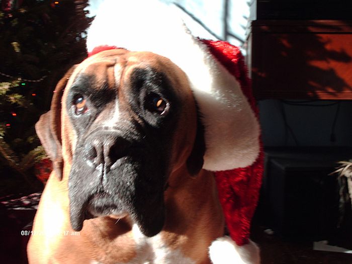 These Dogs Hate Christmas (34 pics)