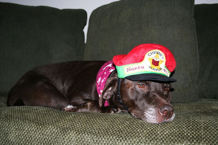 These Dogs Hate Christmas (34 pics)