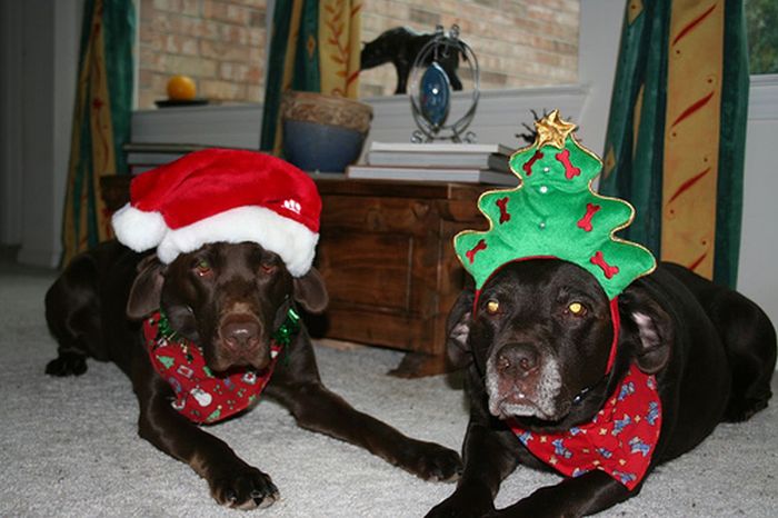 These Dogs Hate Christmas (34 pics)