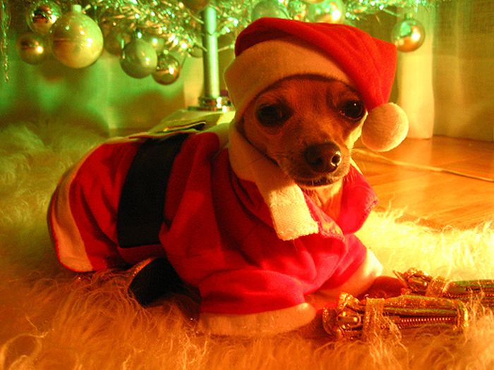 These Dogs Hate Christmas (34 pics)