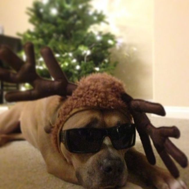 These Dogs Hate Christmas (34 pics)