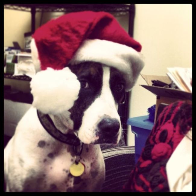 These Dogs Hate Christmas (34 pics)