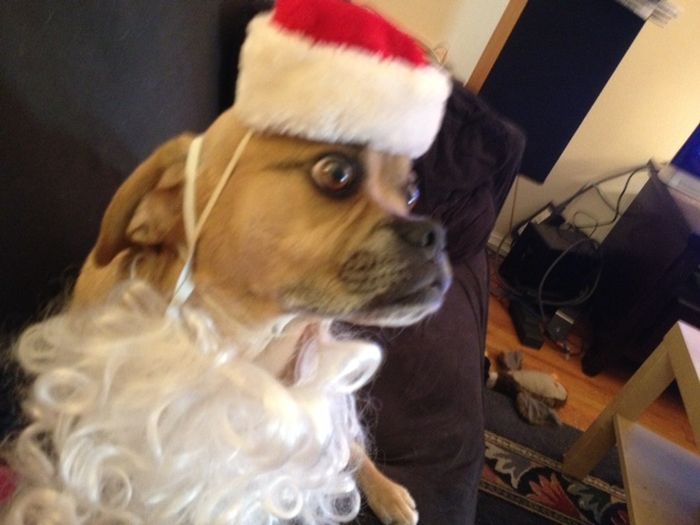 These Dogs Hate Christmas (34 pics)
