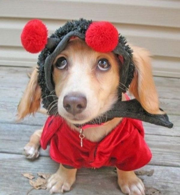 These Dogs Hate Christmas (34 pics)