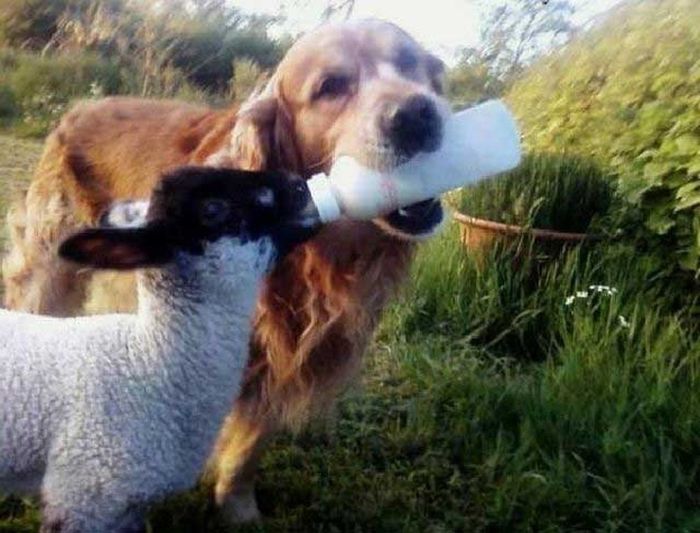 WTF and Funny Animal Pics of the Year (52 pics)