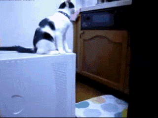 Acid Gifdump (25 gifs)