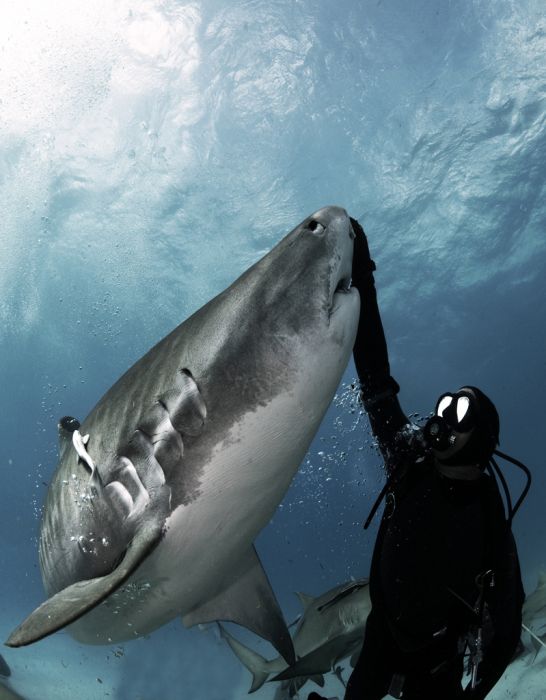 Swimming with Sharks (88 pics)