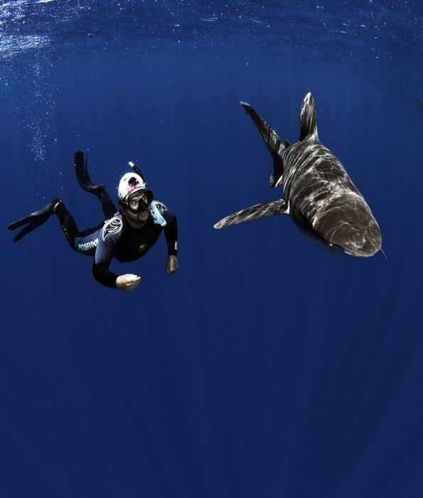 Swimming with Sharks (88 pics)