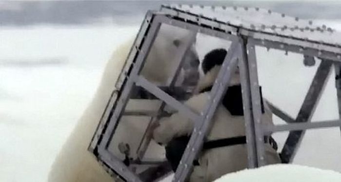 Spectacular Polar Bear Attack (15 pics)