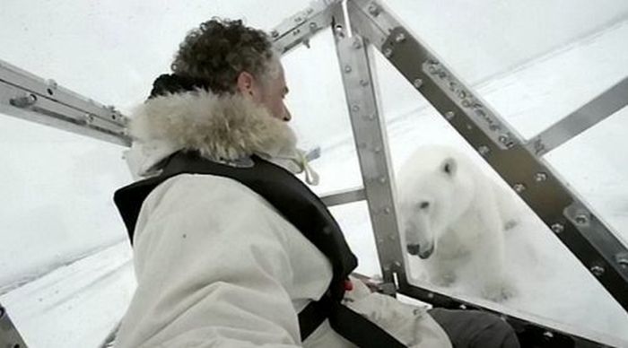 Spectacular Polar Bear Attack (15 pics)