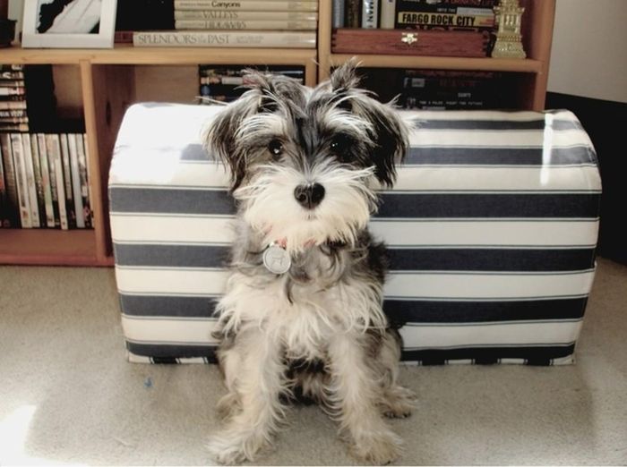 Cute Puppies (50 pics)