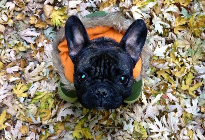 Cute Puppies (50 pics)