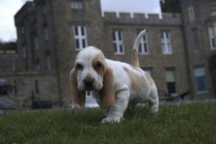 Cute Puppies (50 pics)