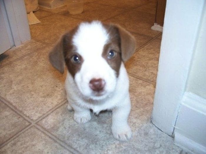 Cute Puppies (50 pics)