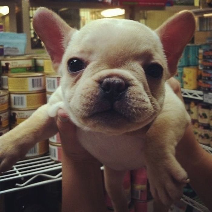 Cute Puppies (50 pics)