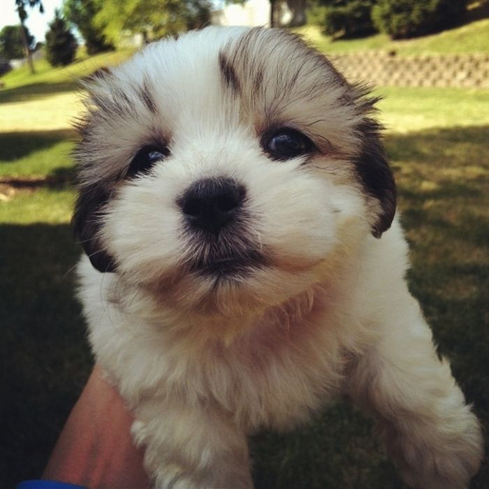 Cute Puppies (50 pics)