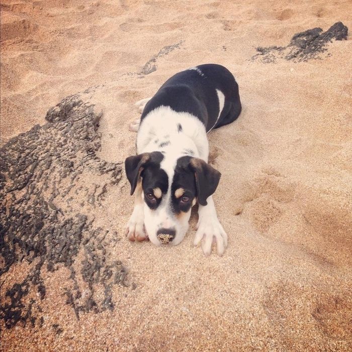 Cute Puppies (50 pics)
