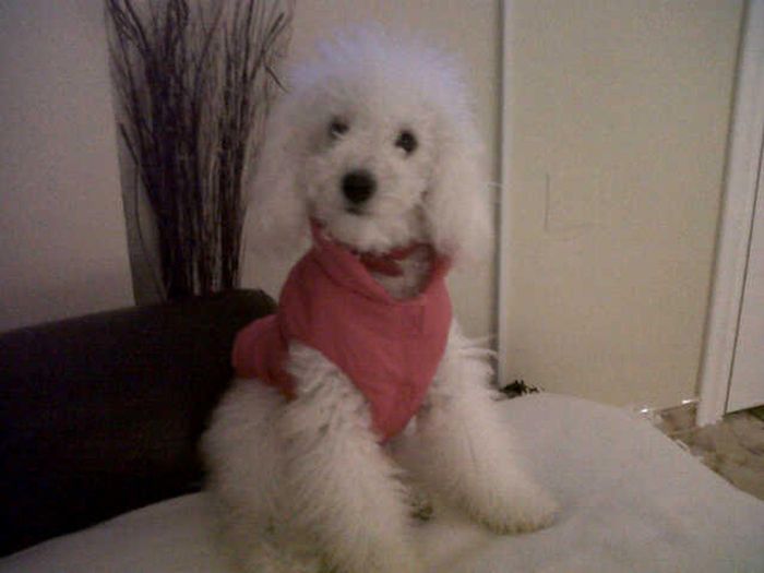 Cute Puppies (50 pics)