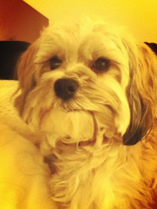Cute Puppies (50 pics)