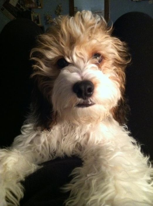Cute Puppies (50 pics)