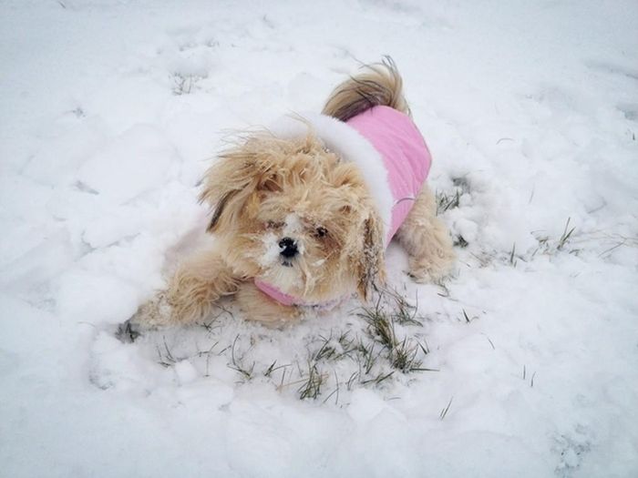 Cute Puppies (50 pics)
