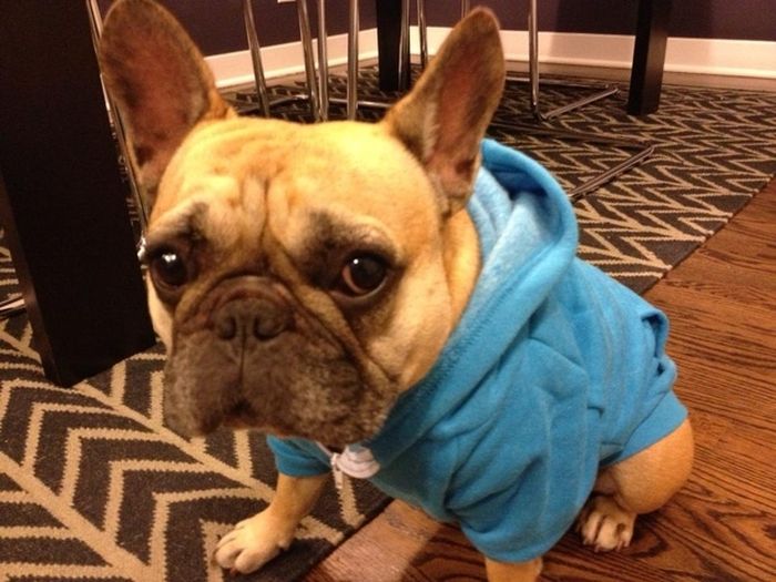 Cute Puppies (50 pics)