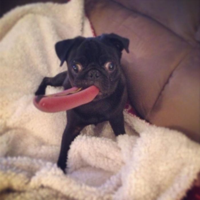 Cute Puppies (50 pics)