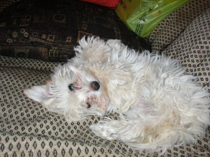 Cute Puppies (50 pics)