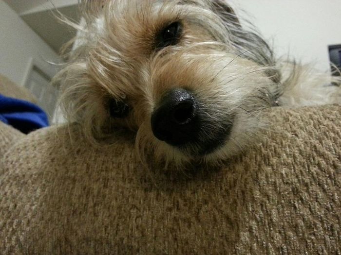 Cute Puppies (50 pics)