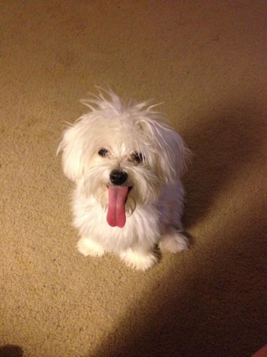 Cute Puppies (50 pics)
