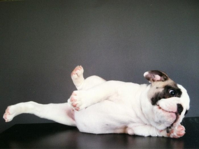 Cute Puppies (50 pics)