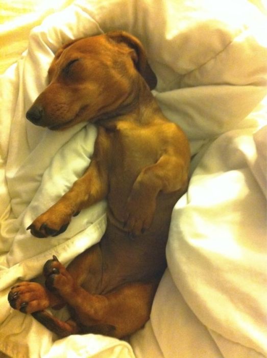 Cute Puppies (50 pics)