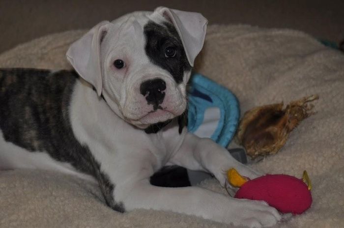 Cute Puppies (50 pics)