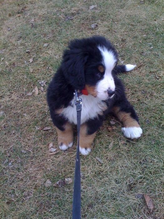 Cute Puppies (50 pics)