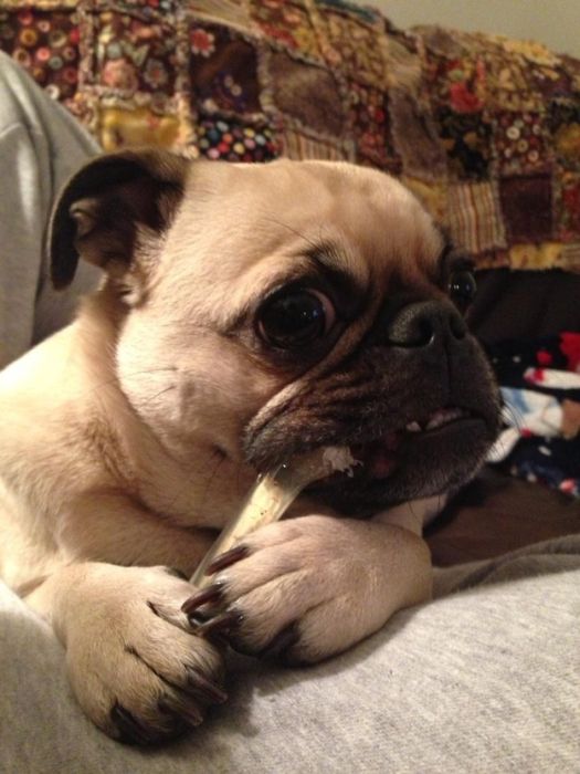 Cute Puppies (50 pics)