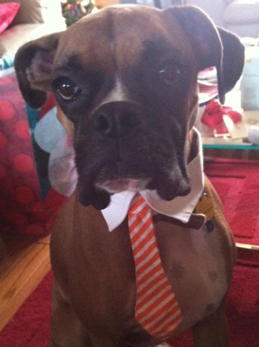 Cute Puppies (50 pics)