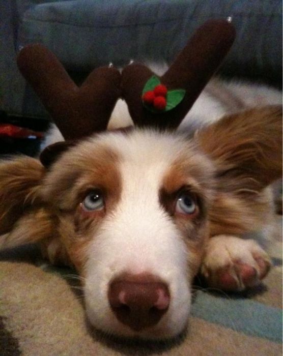 Cute Puppies (50 pics)