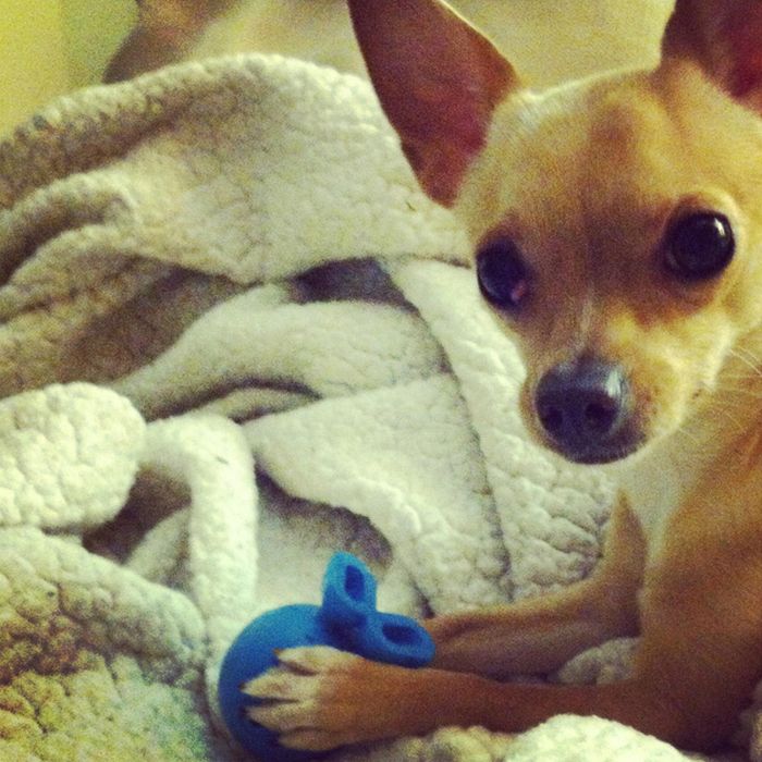 Cute Puppies (50 pics)