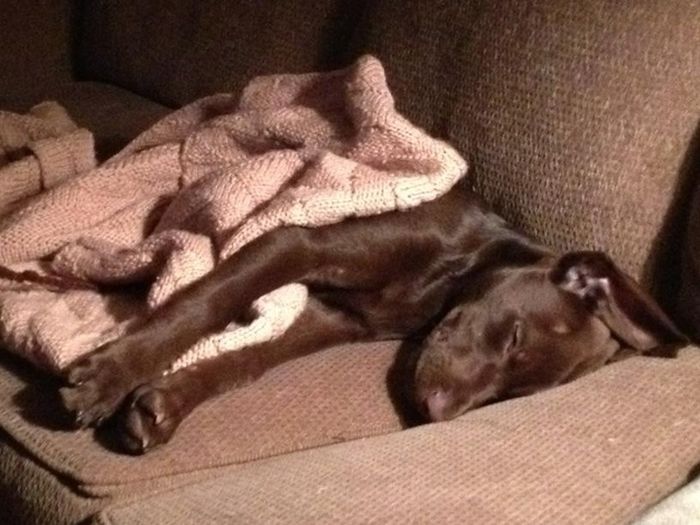 Cute Puppies (50 pics)