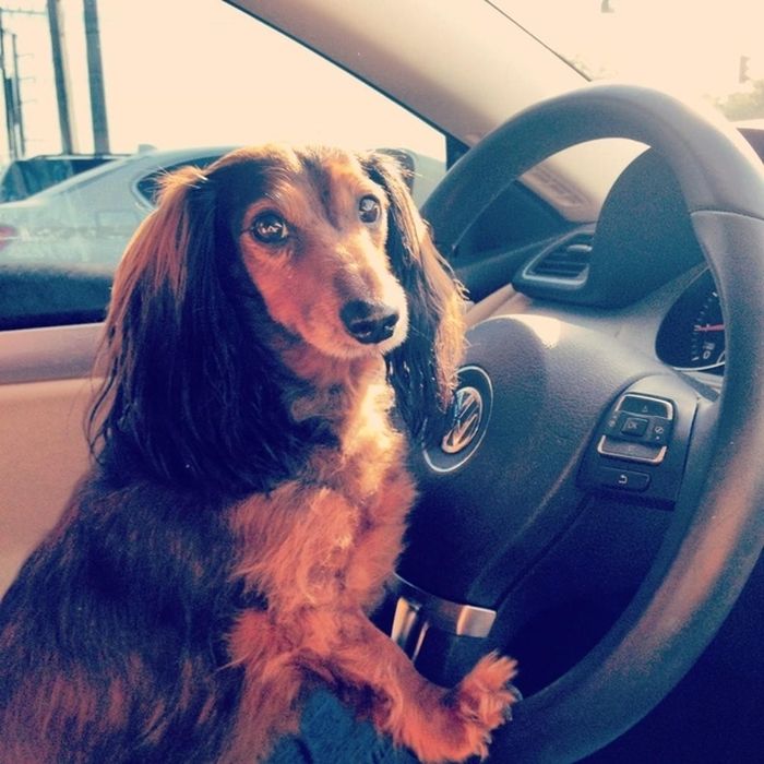 Cute Puppies (50 pics)