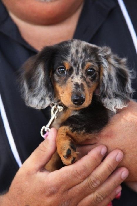 Cute Puppies (50 pics)