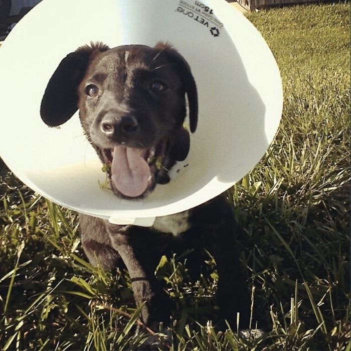 Cute Puppies (50 pics)
