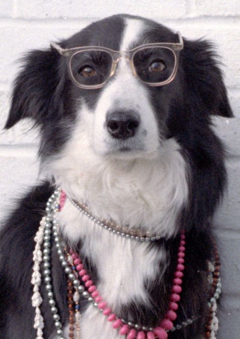 Cute Puppies (50 pics)