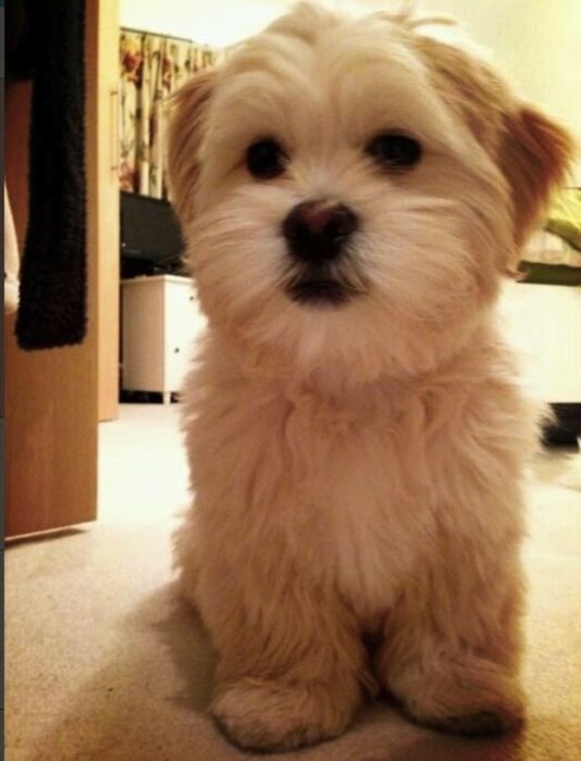 Cute Puppies (50 pics)