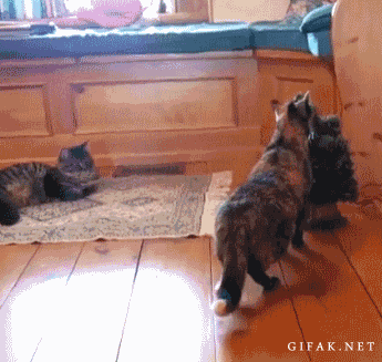 Acid Gifdump (25 gifs)