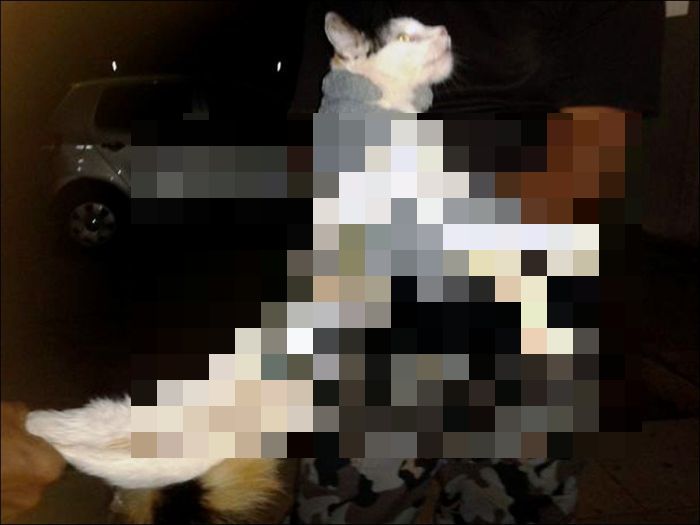 Smuggler Cat (2 pics)