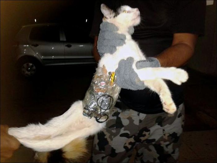 Smuggler Cat (2 pics)