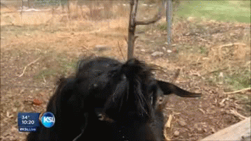 Acid Gifdump (25 gifs)
